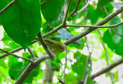 Helmitheros vermivorum