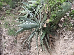 Agave xylonacantha