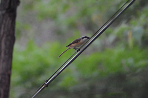 Brown Shrike