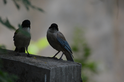 Azure-winged Magpie