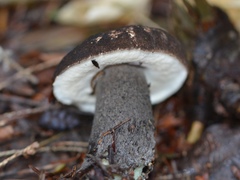 Leccinum snellii