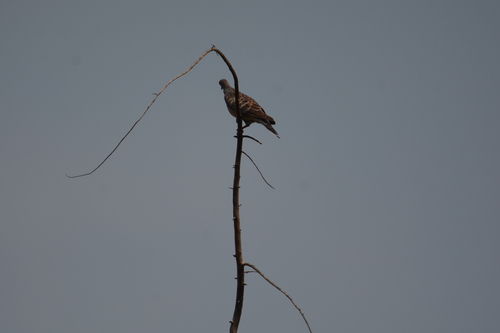 Oriental Turtle-Dove