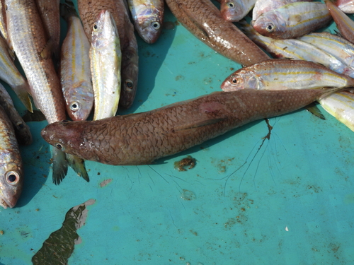 Indian lizardfish (Synodus indicus) — Synodontidae