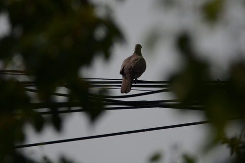 Spotted Dove