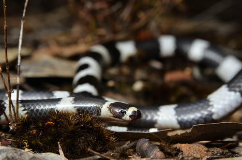 Eastern Bandy Bandy sighting