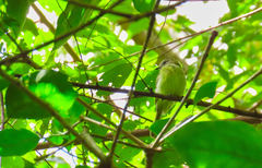 Myiopagis viridicata