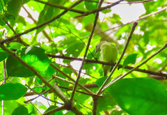 Myiopagis viridicata