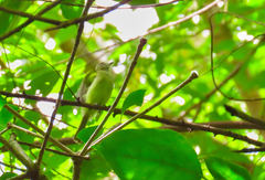 Myiopagis viridicata