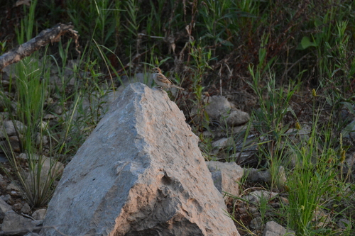 Eurasian Tree Sparrow