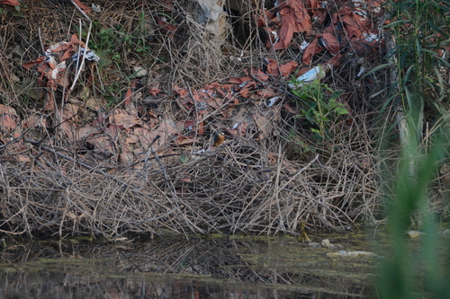 Common Kingfisher