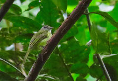 Myiopagis viridicata