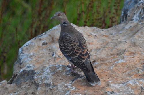 Oriental Turtle-Dove