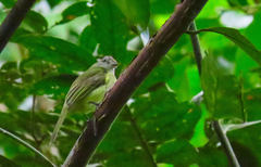 Myiopagis viridicata