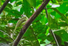 Myiopagis viridicata