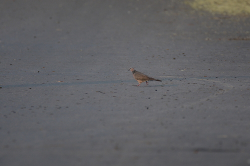 Spotted Dove