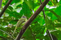 Myiopagis viridicata