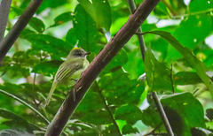 Myiopagis viridicata