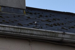 Motacilla alba yarrellii