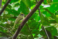 Myiopagis viridicata