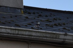 Motacilla alba yarrellii