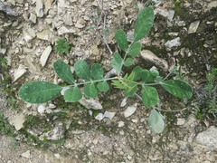 Pseudosmodingium virletii