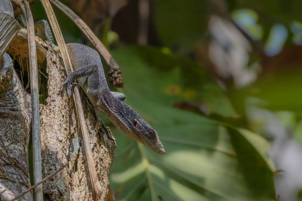 Nesbit River Monitor