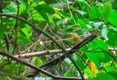 Helmitheros vermivorum