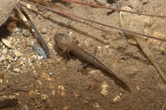 Sword-Tailed Newt photo 2