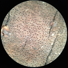 Diatrype decorticata