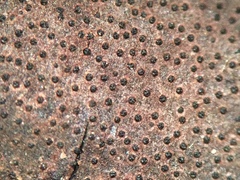 Diatrype decorticata