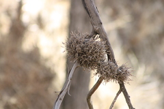 Tillandsia capillaris