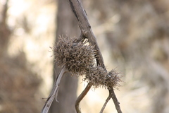 Tillandsia capillaris