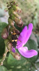 Hypselonotus lineatus