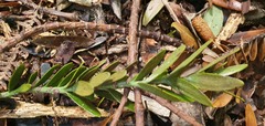 Agathis australis