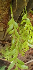 Tmesipteris lanceolata