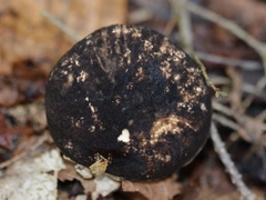 Leccinum snellii