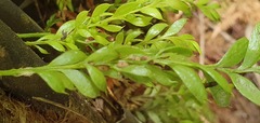 Tmesipteris lanceolata
