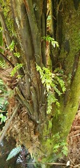 Tmesipteris lanceolata