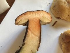 Leccinum snellii
