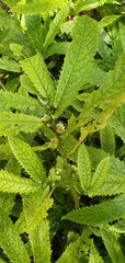Elatostema rugosum