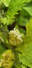 Elatostema rugosum