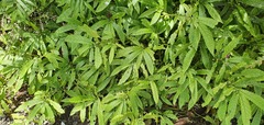 Elatostema rugosum