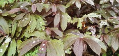 Elatostema rugosum