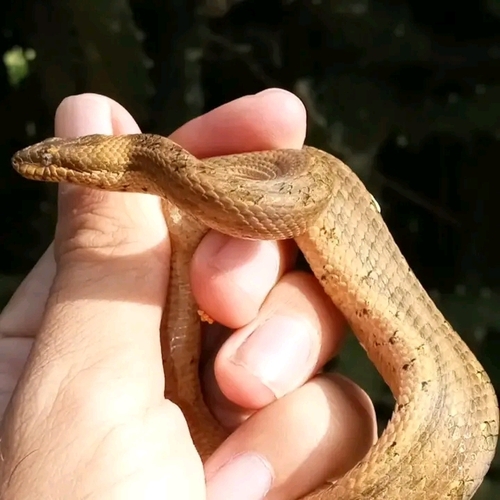 Loma Pajarito