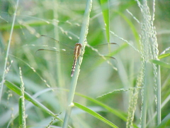 Erythrodiplax umbrata