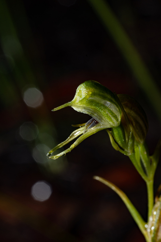 Daintree's greenhood (Pterostylis daintreana)