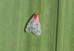 Saccharodite coccinea