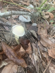 Austroboletus subflavidus image