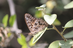 Asterocampa celtis antonia