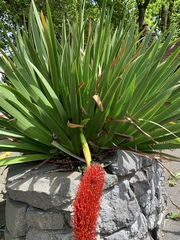 Xeronema callistemon
